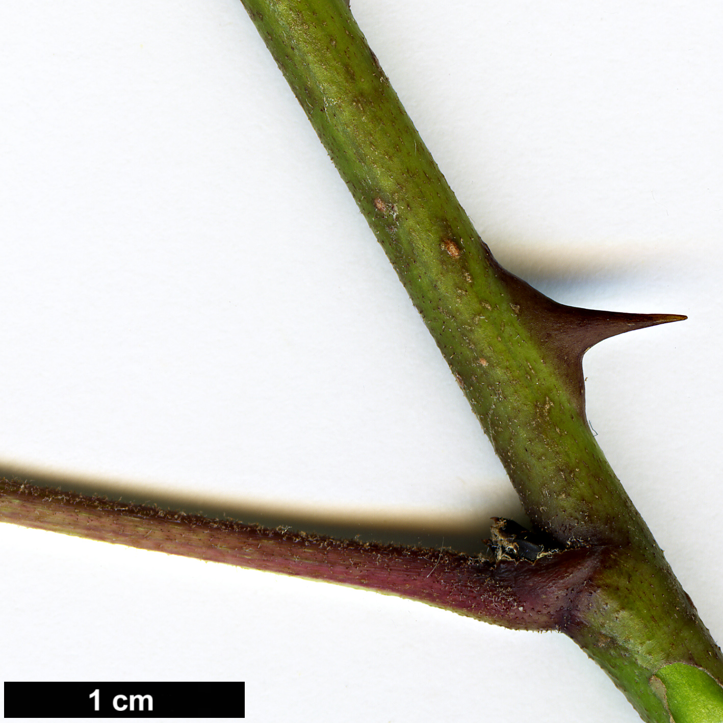 High resolution image: Family: Araliaceae - Genus: Eleutherococcus - Taxon: leucorrhizus - SpeciesSub: var. leucorrhizus High resolution image: Family: Araliaceae - Genus: Eleutherococcus - Taxon: leucorrhizus - SpeciesSub: var. leucorrhizus